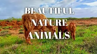 BEAUTIFUL NATURE ANIMALS  #beauty #birds #nature  #animals