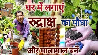 घर पर लगाएं रुद्राक्ष का पौधा और बनें मालामाल  / Rudraksh Plant Growing and Caring