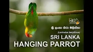 Sri Lanka Hanging Parrot |ශ්&zwj;රී ලංකා ගිරා මලිත්තා | Documentary Video