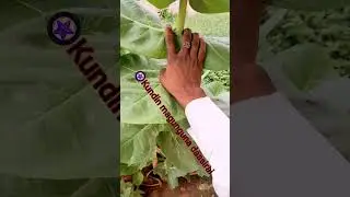 MAGANIN KARYA SIHIRI