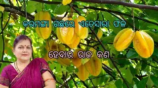 କରମଙ୍ଗା ଗଛରେ ଏତେସାରା ଫଳ ହେବାର ରାଜ କଣ /Star fruit plant care 