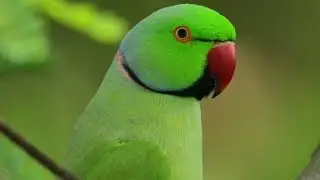 Mummy papa bolne Wala payara batuni Tota Mithu 😘😍🥰❤️🇮🇳🦜