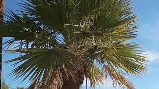 THE GREAT MOTHERS DEMON TREE!!!🌴🥥 