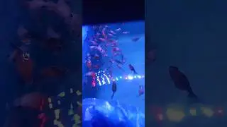Lichu goldfish. Need to call  01740112631 #akvariefisk #dolphin #aquariumvis #goldfish