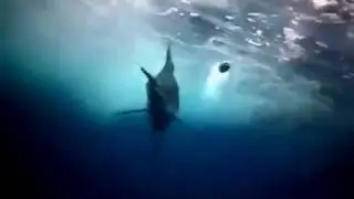 Black marlin at  top speed！Swiming so fast！！（100+ km/h）