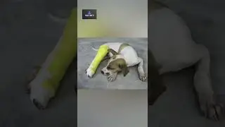 Health videos | Dogs | Health care | @vetbit new dog videos | puppies | healthy | Pets |Veterinarian