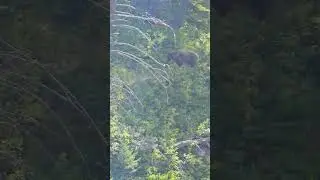 Banff grizzly bear attack stalking hikers 2023