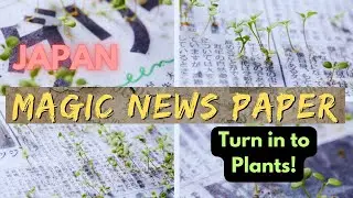 The Green 🌿🌿Newspaper: News That Grows into Plants | Mainichi Shimbunsha 🇯🇵