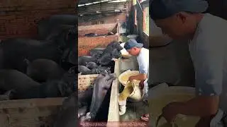 Gravity-Feed System : PVC Pipes Deliver Pig Feed