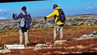 Ethiopian wolf and absolute beauty of topography of Bale Mountains.