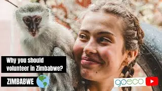 Why you should volunteer in the African Wildlife Orphanage in Zimbabwe?