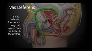 The male reproductive system - anatomical model