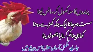 Murgiyon Mein Sans Ki Bimari ka Ilaaj | Open Mouth Breathing Disease | Respiratory Problems in Hens