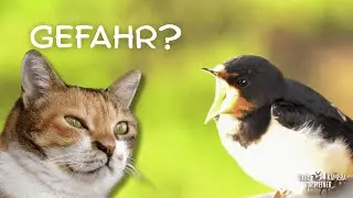 Rauchschwalben 🐦Sind die Küken wirklich sicher?