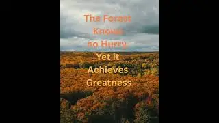 The Forest #inspiration #inspirationalquotes #inspirationdaily #inspirationalvideo