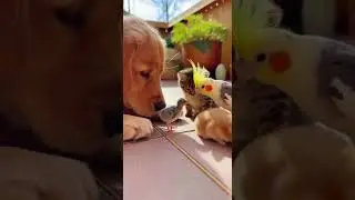 Curious eyes of pets meet small feathered friends in playful moments #pets #birds #cute