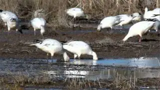 Snow Geese Eating