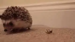 Hattie the Hedgehog vs Locust (Nom Nom Nom)
