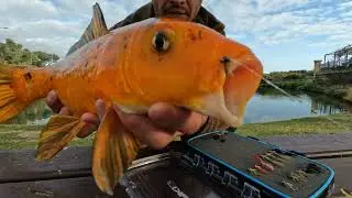 Fly fishing for koi