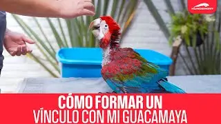 Aprende a CREAR un VINCULO CON TU AVE 🦜 | Vinculo afectivo con tu mascota