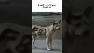 FBI DOG ❤️💀 කේස් එකක්නම් කියපං සුද්දා ❤️😅#k9 #fbi #police #viral #dogshorts #dog #training #india