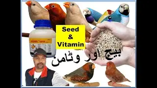 Birds Seed Mix and Vitamins for good breeding results  pet business | Finches | Birds | Breeding