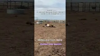 Belgian draft horse living her best life after being rescued from almost shipping to slaughter