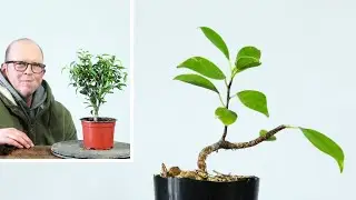 Clump-style ficus for under $5