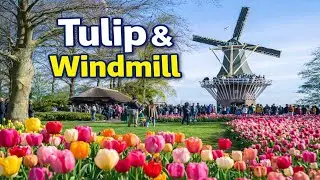 Wonder of the Netherlands: Tulips, Windmills & Peaceful Moments