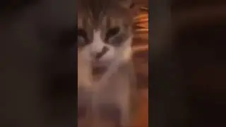Cat Aggressively Punching/Scratching Air Meme Template #514mmemes #latestmemetemplate #memetemplate