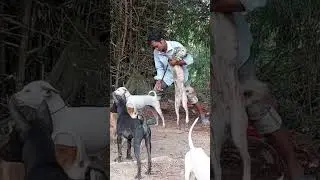 Prepare to breed dogs immediately