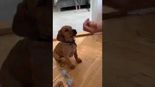 Teaching Rhodesian ridgeback puppy to sit