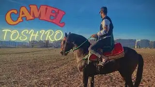 TOSHIRO - CAMEL ( official Music Audio)