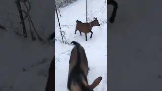 Capre Alpine și ciobanesc german Alpine goats and german shepherd  Viața la țara village