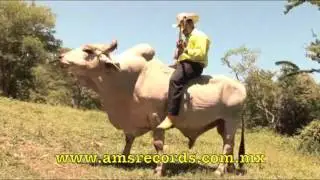 Los Jilgueros del Pico Real - El Toro Grande