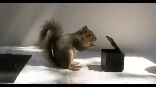 Animal Behavior Research on Fox Squirrels