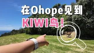 【新西兰奇遇】难以置信！Ohope山顶大白天偶遇两只几维鸟(Kiwi)，连本地人都惊呼罕见！