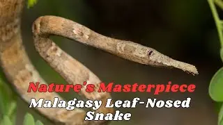 Nature's Masterpiece: Exploring the Malagasy Leaf-Nosed Snake