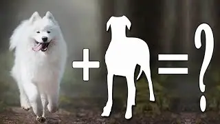 7 Glorious Samoyed Mix Breed Dogs | Samoyed Dog Mixes