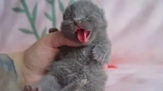 Newborn Kittens Meowing Loudly and Hissing At Us!