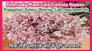 Pink Lady Plant | How to Grow and Care Callisia Repens | Pink Lady Plant को ग्रो करने का सही तरीका