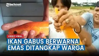 Viral Ikan Gabus Berwarna Emas Ditangkap Warga, Banyak Yang Menawar Dengan Harga Fantastis