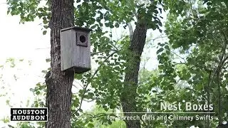 Nest Boxes for Screech Owls and Chimney Swifts