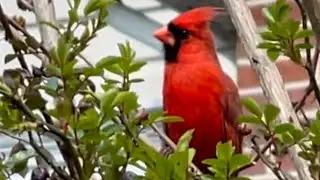 CARDINAL BIRD CALLING HIS MATE