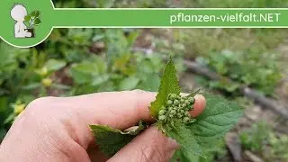 Knotige Braunwurz - Wuchs-Update - 01.05.18 (Scrophularia nodosa) - Essbare Wildpflanzen bestimmen
