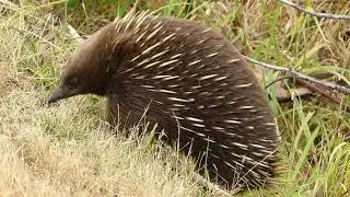 echidna at Peggys Beach Nature Reserve