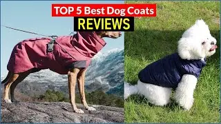 ✅ BEST 5 Dog Coats  Reviews | Top 5 Best Dog Coats  - Buying Guide