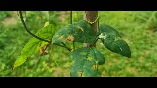 how the Ant used their lifestyle - awesome videos of the world - best videos that you shouldn't miss