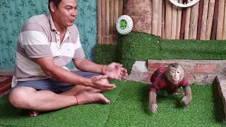 Best smart monkey Koko keep the key the motor bike because he want ride /Koko&Yoko official