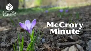 McCrory Minute April 25